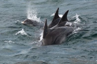 Frolicking dolphins